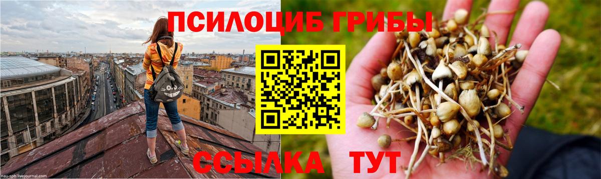 купить наркотики сайты  Галлюциногенные грибы Psilocybine cubensis  Вход с VPN  Томск  Галлюциногенные грибы Magic Shrooms 